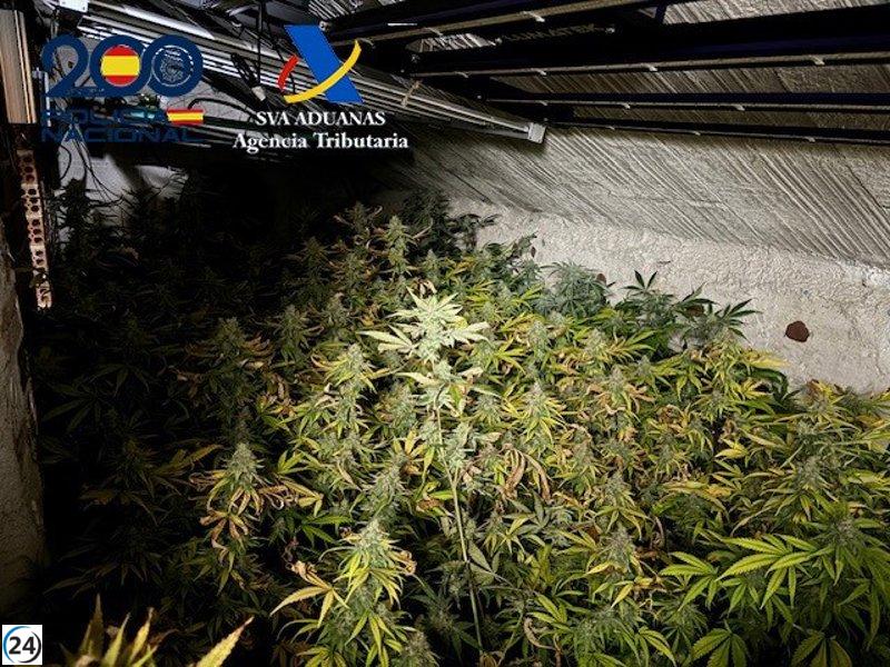 Desarticuladas en Navarra dos plantaciones de marihuana con más de 1.700 plantas.