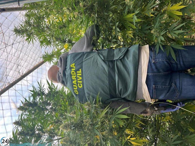 La Guardia Civil desmantela una operación de tráfico de marihuana en Caparroso, Larraga y Olite, con 60 kilos confiscados.