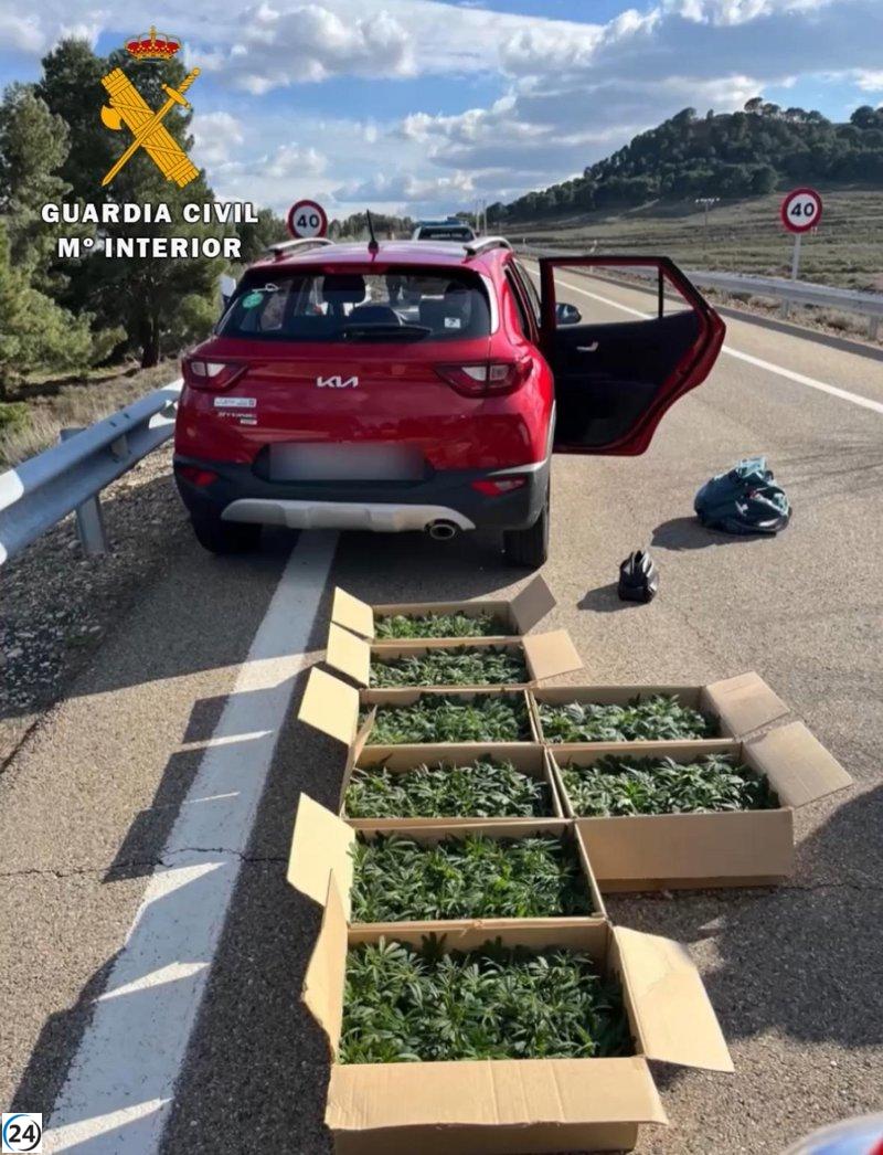 Arrestan a un conductor por conducir en dirección opuesta con 799 plantas de cannabis en la AP-15 en Corella.