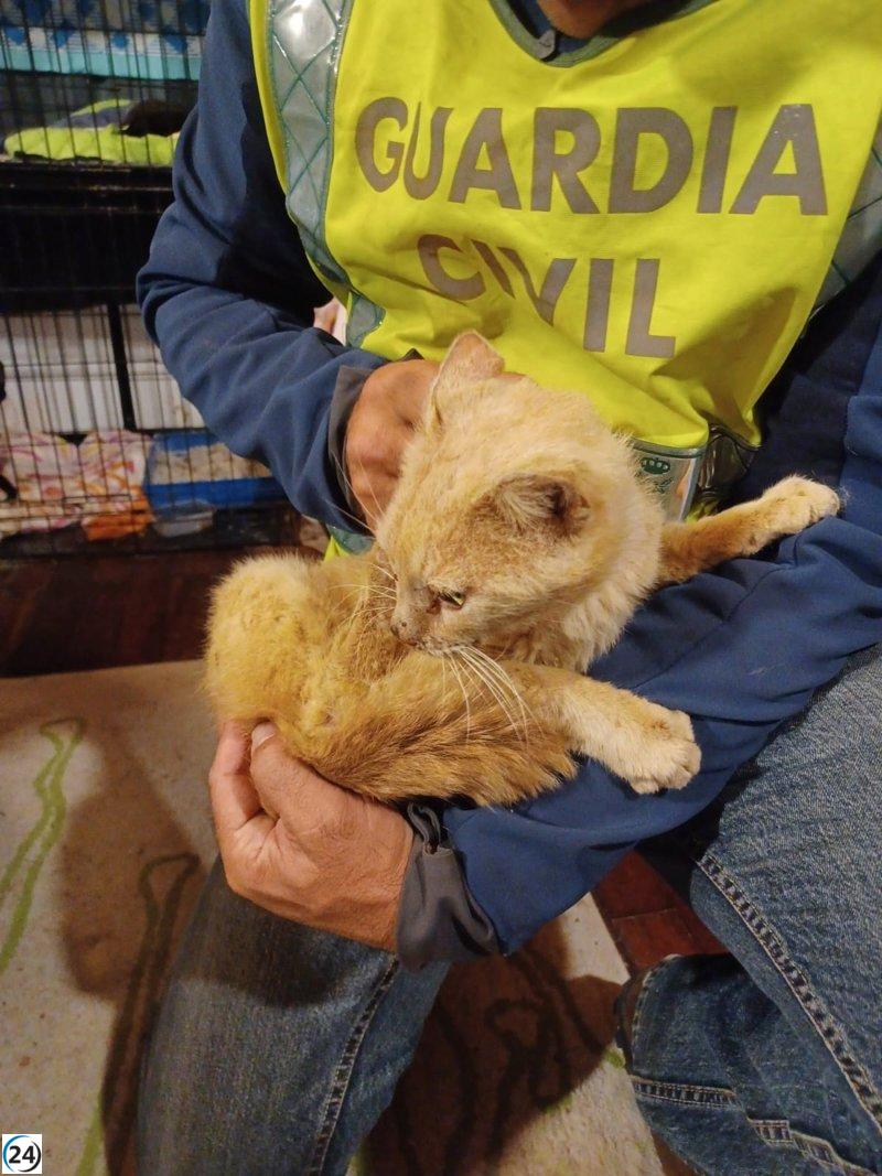 Rescatan a siete gatos abandonados en un caserío de Bera gracias a la Guardia Civil.