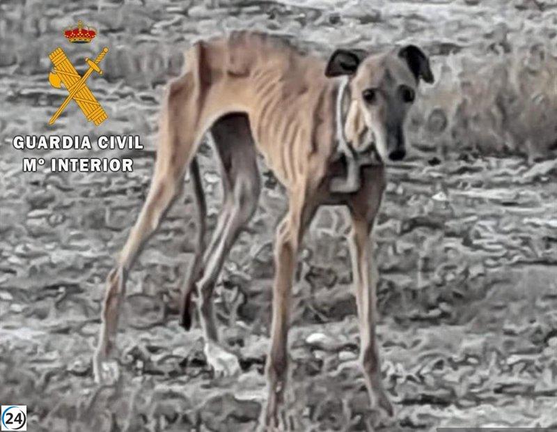 Detienen a un residente de Azagra por presunto abandono de un perro en grave desnutrición.