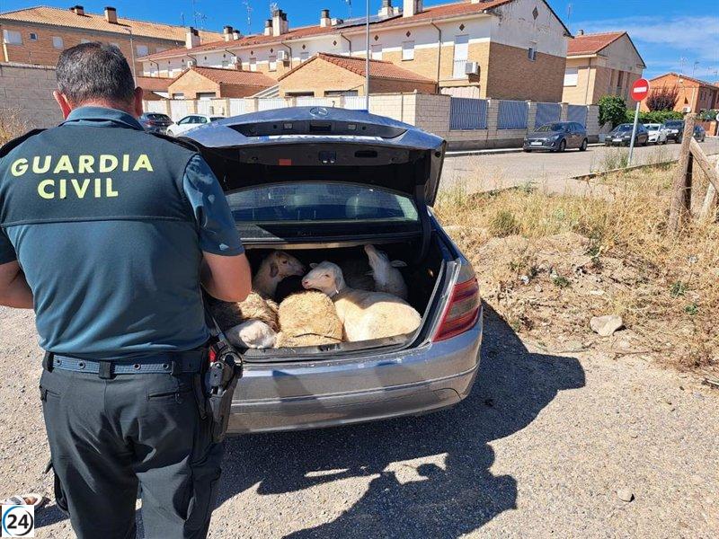 Detenidos en Castejón con cuatro corderos vivos en el baúl de su auto.