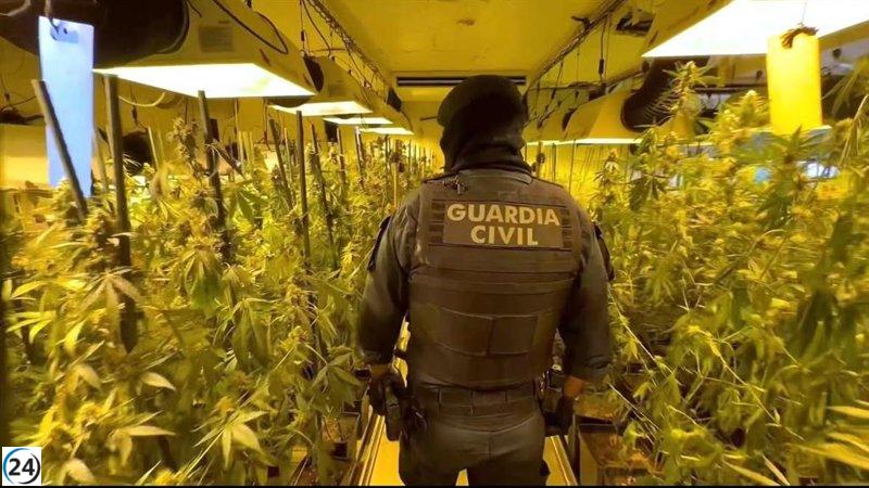Desarticulan en Noáin una plantación clandestina de 2.000 marihuana.