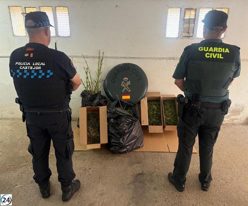 Desmantelada una plantación en Castejón con 11 kilos de marihuana incautados.
