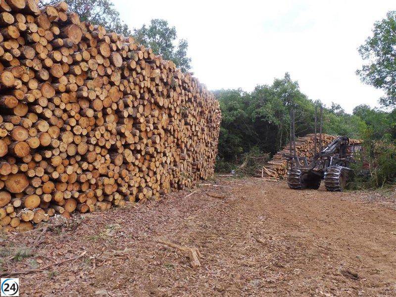 Salud Laboral lanza recurso esencial para minimizar accidentes en la industria forestal.