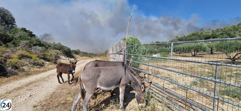 La Guardia Civil rescata animales del incendio forestal de Artajona