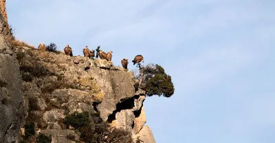 La flora y fauna de la Foz de Lumbier