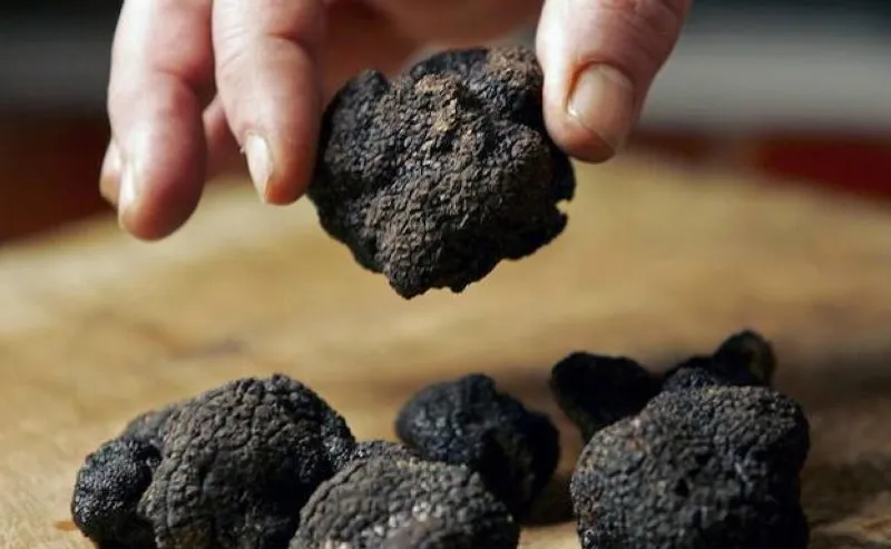 La trufa negra navarra: un manjar para los paladares más exquisitos