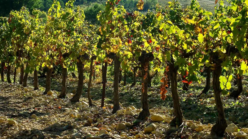 Descubre el mundo de los vinos navarros con una visita a bodegas cercanas a Pamplona